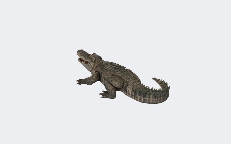Crocodile 3d Model Free